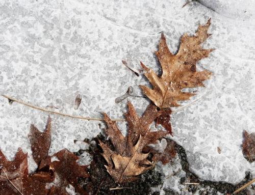 Winter als pauze – een zachte winterreflectie